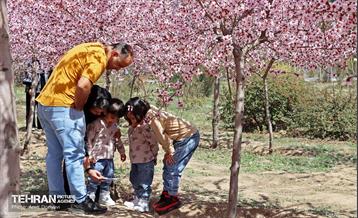 شکوفه‌های بهاری در بوستان سمن‌ها 3