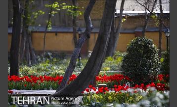 رویش گل های لاله در باغ ایرانی 28