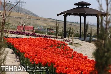 باغ گل لاله های ایرانی در بوستان آبشار تهران‎ 24