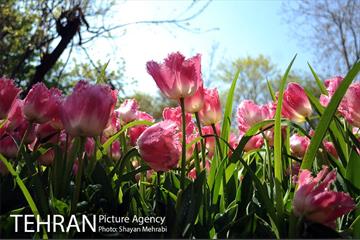 رویش گل های لاله در باغ ایرانی 11
