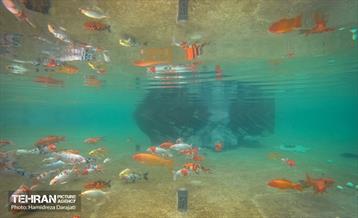 اقیانوس پارک  36