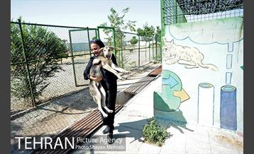 نقاهتگاه سگ های بدون صاحب واقع در آراد کوه 39