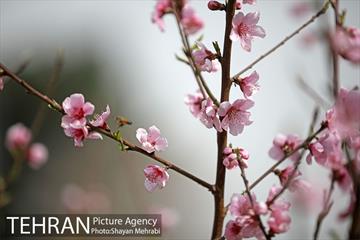 بهار در تهران 17