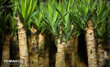 نوزدهمین نمایشگاه گل و گیاه تهران 2