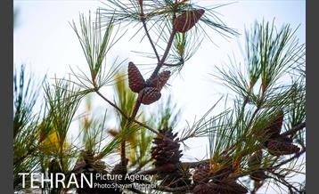 بوستان جنگلی چیتگر 43