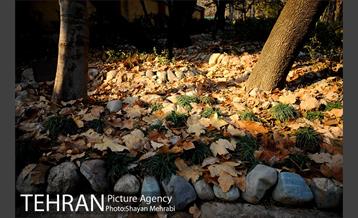 پاییز باغ ایرانی 34