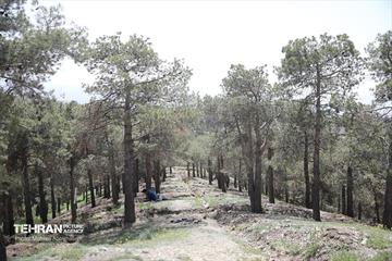 روز طبیعت در پارک جنگلی لویزان 20
