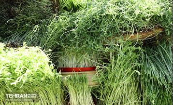 روز طبیعت در بوستان سرخ حصار 25