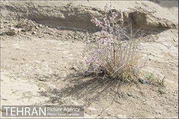 کوه های روستای وردیج 19