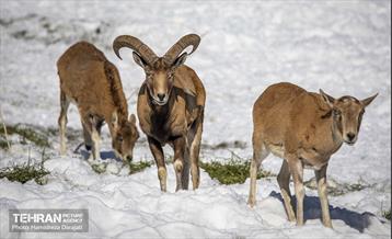 حیات وحش تهران  50