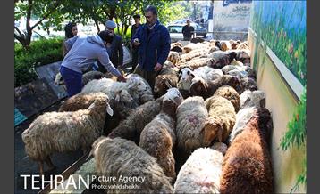 بازار فروش دام در محله طرشت به مناسبت عید قربان 25