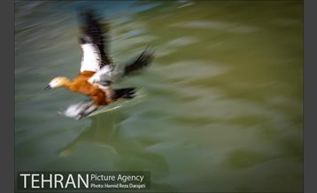 باغ پرندگان فاز دوم 10