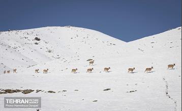 حیات وحش تهران  14