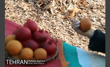 برپایی سفره شب یلدا در بوستان جوانمردان ایران 6