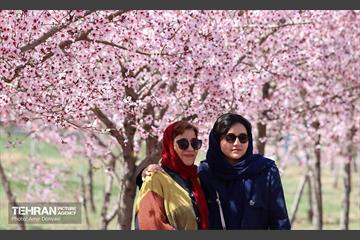 شکوفه‌های بهاری در بوستان سمن‌ها 14
