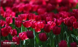 باغ ایرانی میزبان لاله‌ها 21