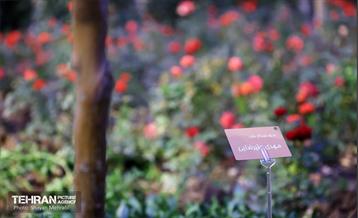 مراسم یادبود مرحوم علیرضایی در خانه روزنامه‌نگاران 3