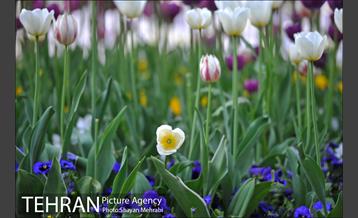 رویش گل های لاله در بوستان ملت 26