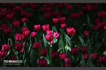 باغ ایرانی میزبان لاله‌ها 22