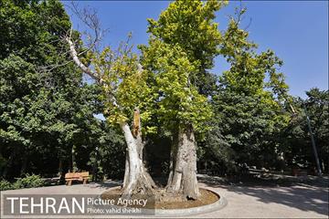 بوستان قیطریه 15