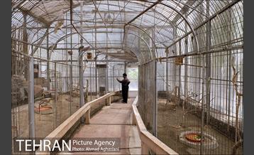 باغ پرندگان تهران 9