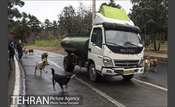 تعطیلی بوستان جنگلی سرخه حصار به منظور پیشگیری از شیوع ویروس کرونا 16