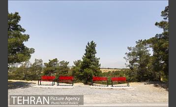 بوستان جنگلی یاس فاطمی 5