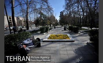 رویش گل های لاله در پارک ملت 17