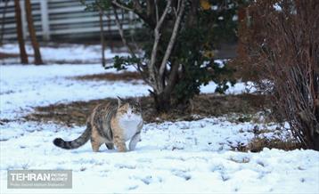 روز برفی در منطقه 8 8