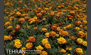 دهمین تور عکاسی آژانس عکس تهران از مکان های شاخص منطقه یک 7