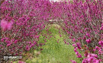 بهار ارغوانی 24