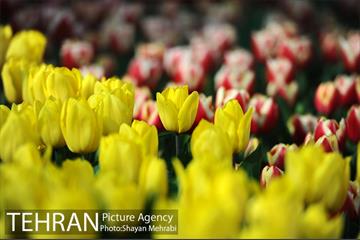 پیاده راه لاله مادران 4