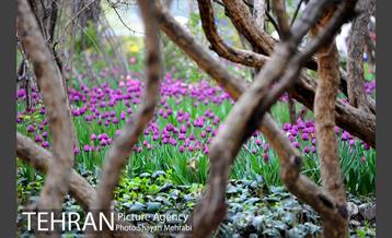 روش گل های لاله در باغ ایرانی 16