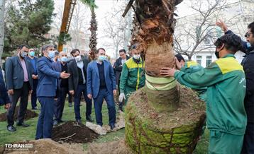 کاشت نخل های کهنسال به یاد شهدا در منطقه ۱۳