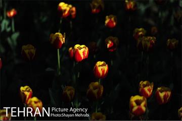رویش گل های لاله در باغ ایرانی 9