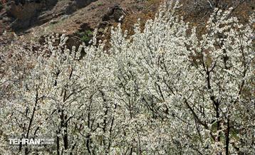 طبیعت بهاری روستای سنگان 3