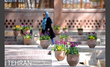 رویش گل های لاله در باغ ایرانی 3