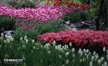 به وقت اردیبهشت؛ باغ ایرانی 11
