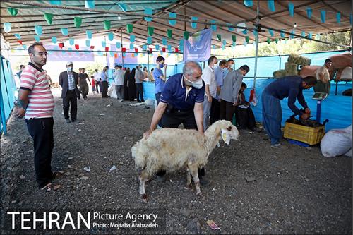 مرکز عرضه دام بهداشتی به مناسبت عید قربان در منطقه 14