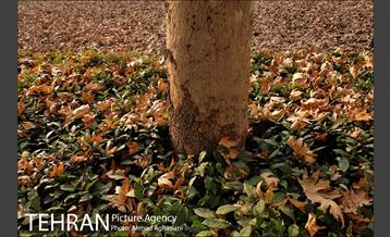 سومین رویداد هنری "پاییز برگ" در میدان مشق 36