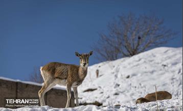 حیات وحش تهران  38