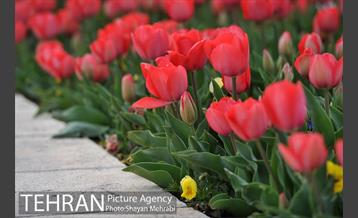 رویش گل های لاله در میدان آزادی 24