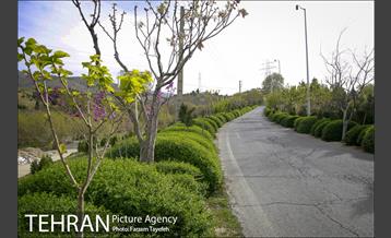 روز طبیعت در بوستان هاى منطقه ٥