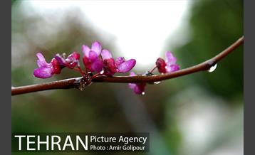 تهران بهاری 8