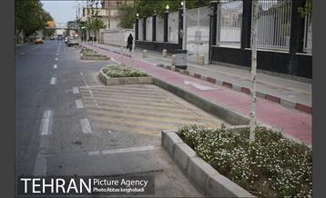 پارک خودرو‌ بین درختان چنار 23