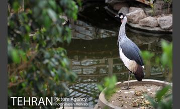 باغ پرندگان تهران 27