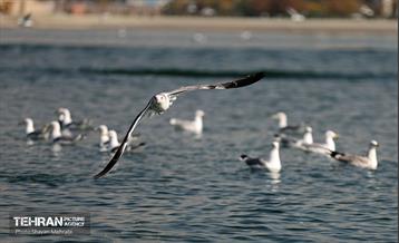 کوچ پرندگان مهاجر به دریاچه شهدای خلیج‌فارس 23