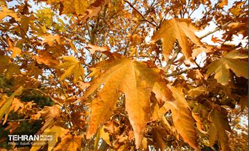 گذرگاه های پاییزی پایتخت - منطقه 13