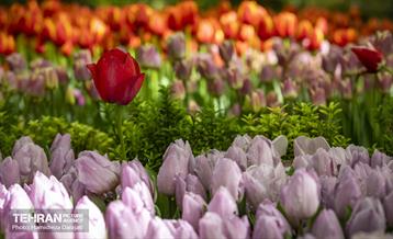 لاله های باغ ایرانی 11