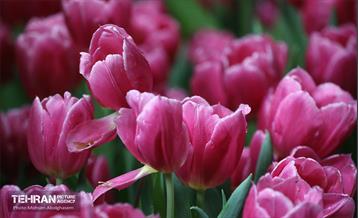 به وقت اردیبهشت؛ باغ ایرانی 5